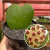 Hoya Kerrii - Flor de Cera Coração - comprar online