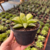 Haworthia Retusa Multilineata na internet