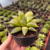 Haworthia Retusa Multilineata - comprar online