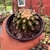 Echinocactus Grusonii var. Curvispinus - comprar online