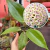 Hoya Thai - Flor de Cera - comprar online