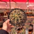 Cacto Ferocactus Glaucescens - Pote 14 - comprar online