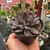 Adromischus Trigynus Calico Hearts - comprar online