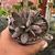 Adromischus Trigynus Calico Hearts na internet