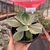 Agave Variegata - cuia 13 na internet