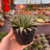 Aloe Aristata