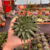 Aloe Aristata - comprar online