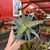 Aloe Rauhii cv Donnie - comprar online