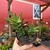 Aloe Juvena na internet