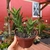 Aloe Juvena - comprar online