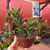 Aloe Juvena - comprar online