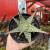Aloe Moonglow - pote 11 - comprar online
