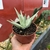 Aloe Snow Flake na internet