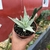 Aloe Snow Flake - comprar online