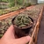 Aloinopsis Malherbei - comprar online