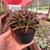 Alworthia Black Gem - Fazenda das Suculentas