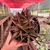 Alworthia Black Gem - comprar online
