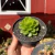 Echeveria Apple Flower - comprar online