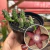 Huernia Duvália Sulcata - comprar online