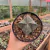 Astrophytum Myriostigma Quadricostatum - comprar online