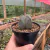 Astrophytum Myriostigma Quadricostatum na internet