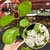 Hoya Australis - Flor de Cera - comprar online