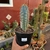 Azurocereus Viridis- pote 14 - comprar online