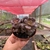 Graptosedum Adria Bubbaloo - comprar online
