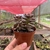 Graptosedum Adria Bubbaloo na internet