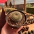 Rebutia Lilacinorosea - Pote 11