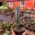 Cactos Azul - Pilosocereus Azureus