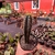 Cactos Azul - Pilosocereus Azureus - comprar online