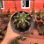 Echinopsis Subdenudata - Cactos Lua - loja online