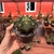 Echinopsis Subdenudata - Cactos Lua