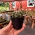 Echinopsis Subdenudata - Cactos Lua - pote 07 na internet