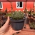 Echinopsis Subdenudata - Cactos Lua - comprar online
