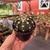 Echinopsis Subdenudata - Cactos Lua - pote 07
