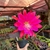 Cacto orquídea - Epiphyllum - comprar online