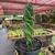 Cereus Peruvianus Tortuosus - Cacto Parafuso - comprar online
