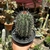 Cactos Saguaro - pote 14