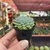 Echeveria Chrissy'n Ryan - pote 06 na internet