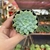 Echeveria Chrissy'n Ryan - pote 06 - comprar online
