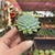 Echeveria Chrissy'n Ryan - pote 06 - Fazenda das Suculentas