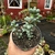 Corpuscularia Lehmannii - Coração Partido - pote 11 na internet