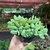 Cotyledon pendens - pote 11 - comprar online