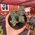 Crassula Perforata - comprar online