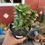 Crassula Spring Time na internet