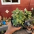 Crassula Spring Time - Fazenda das Suculentas
