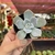 Echeveria Crispate Beauthy - pote 06 - comprar online