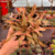 Cryptanthus Acaulis